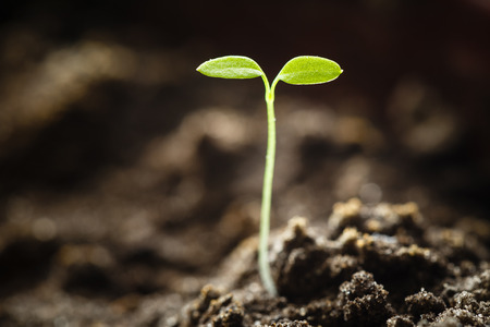 Green sprout growing from seed. Spring symbol, concept of new lifeの写真素材