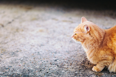 Red cat sitting outdoor on concrete floorの写真素材
