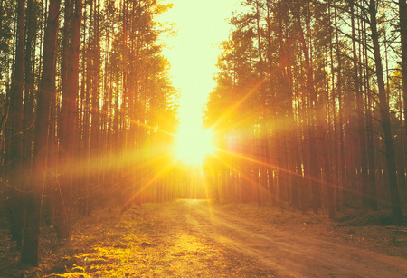 Lane running through the autumn deciduous forest at dawn or sunrise.の写真素材