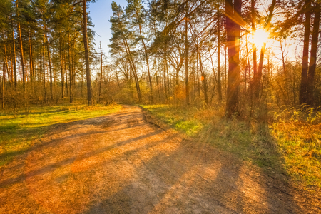 Sunlight In  Green Coniferous Forest, Summer Timeの写真素材