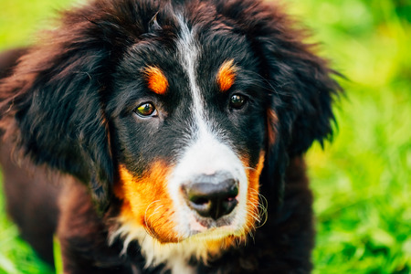 Bernese Mountain Dog (Berner Sennenhund) Puppy Sitting In Green Grass Outdoorの写真素材