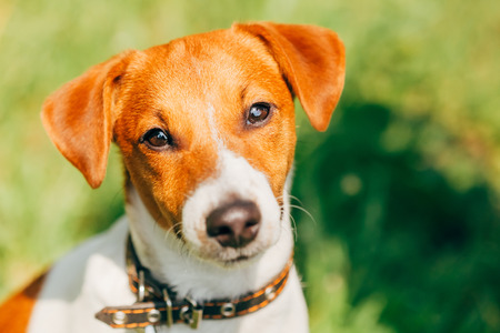 Dog jack russel terrier on green grass meadow outdoorsの写真素材