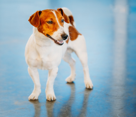 White Dog jack russel terrier on blue floor indoorsの写真素材