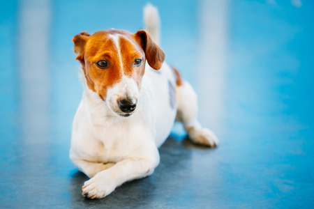 White Dog jack russel terrier on blue floor indoorsの写真素材
