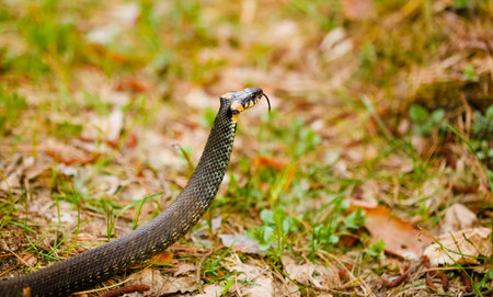 Grass Snake (Natrix natrix) adder head raising defensiveness in forest early springの写真素材