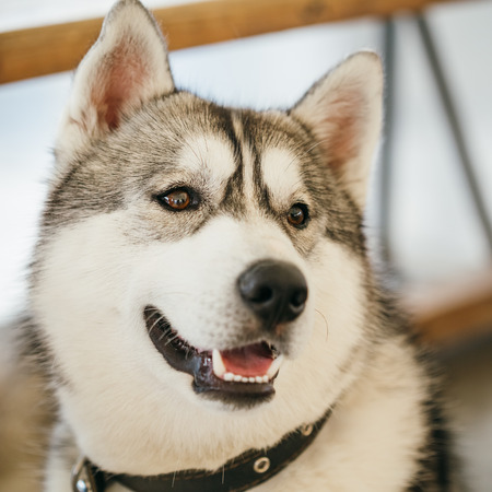 Gray Adult Siberian Husky Dog (Sibirsky husky) close up portraitの写真素材