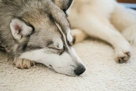 Gray Adult Siberian Husky Dog (Sibirsky husky) sleeping in his bedの写真素材