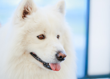 White Samoyed dog close up portraitの写真素材