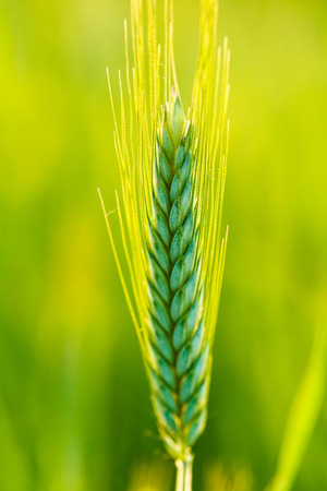 Green wheat in field at sunset. Late spring, early summer.の写真素材