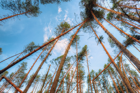 Windfall in forest. Storm damage. Fallen trees in coniferous forest after strong hurricane wind in Russiaの写真素材