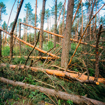 Windfall in forest. Storm damage. Fallen trees in coniferous forest after strong hurricane wind in Russiaの写真素材
