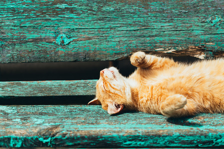Red kitten cat sleeps on a bench in park in hot summer dayの写真素材