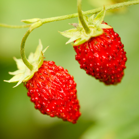 Strawberries. Growing Organic Berries Closeup. Ripe Strawberry In The Fruit Gardenの写真素材