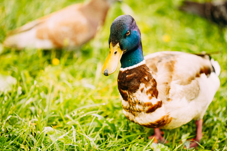 The duck male on green grassの写真素材
