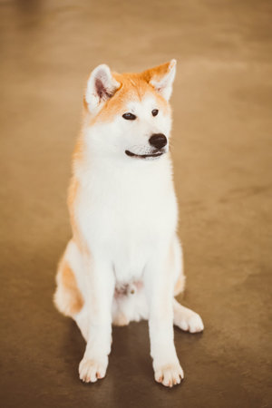 Akita Dog (Akita Inu, Japanese Akita) close up portrait on brown backgroundの写真素材
