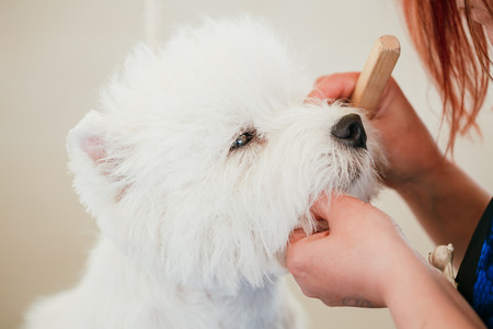 White west Highland White Terrier (Westie, Westy) dog close up portraitの写真素材