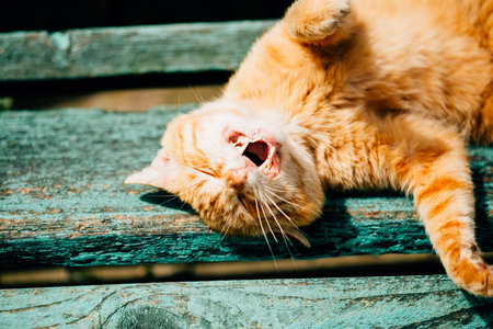 Red kitten cat sleeps on a bench in park in hot summer day