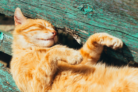 Red kitten cat sleeps on a bench in park in hot summer dayの写真素材