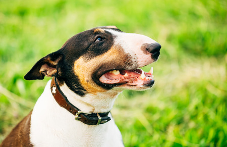 Close Up Pet Bullterrier Dog Portrait At Green Grassの写真素材