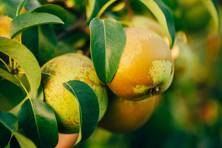 Fresh Green Pears On Pear Tree Branch, Bunch, Ready To Be Harvested. Late Summer Or Early Autumn Harvestの写真素材