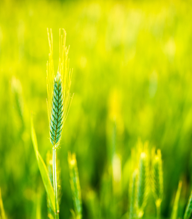 Green wheat in field at sunset. Late spring, early summer.の写真素材
