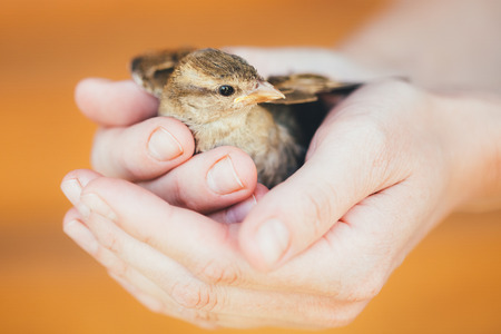 Young Bird Nestling House Sparrow (Passer Domesticus) Chick Baby Yellow-beaked In Female Hands On Brown Wooden Backgroundの写真素材