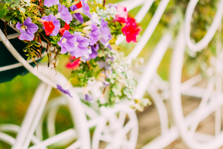 Decorative Vintage Model Of Old Bicycle Equipped With Basket Of Flowers. Toned photo. White Bike Parking With Flower Bed In Summer Dayの写真素材