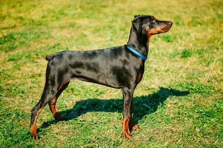 Young, Beautiful, Black And Tan Doberman Standing On The Lawn. Dobermann Is A Breed Known For Being Intelligent, Alert, And Loyal Companion Dogs.の写真素材