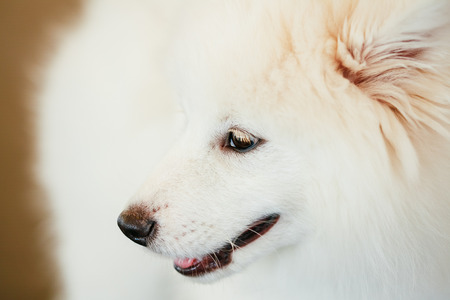 White Samoyed Dog Puppy Whelp Close Up Portraitの写真素材