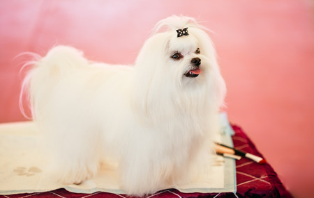 Cute Shih Tzu White Toy Dog Indoors On Pink Backgroundの写真素材