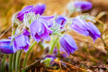 Wild Spring Flowers Pulsatilla Patens. Flowering Plant In Family Ranunculaceae, Native To Europe,...