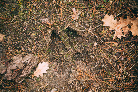 Moose Track, Footprint Step On Autumn Ground