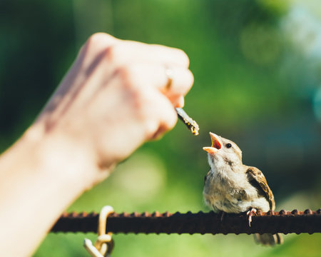 Young Bird Nestling House Sparrow Chick Baby Yellow-Beaked Passer Domesticus) Sitting On Fence