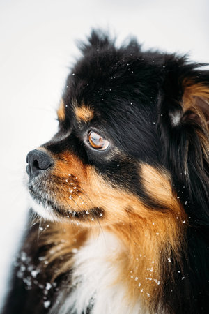 Black And Brown Colors Pekingese Pekinese Peke Whelp Puppy Dog Close Portraitの写真素材