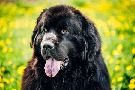 Black Newfoundland Dog Portrait In Summer Meadow. Outdoor Close Up Portrait On Green Grass Backgroundの写真素材