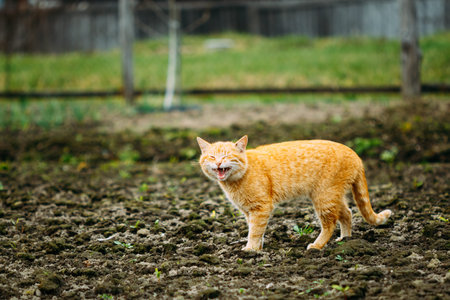 Meowing Adult Red Cat Against Outdoor Countryside Background. Spring Timeの写真素材