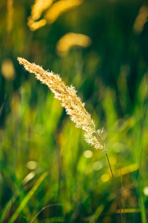 Dry Green Grass Field In Sunset Sunlight. Beautiful Yellow Sunrise. Summer In Russiaの写真素材