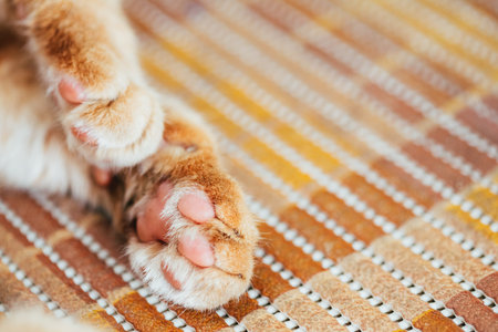 Close Up Paw Pads Of Peaceful Orange Red Cat Kitten