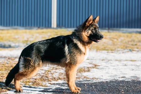 Beautiful Young Brown German Shepherd Puppy Dog Staying Outdoor In Springの写真素材