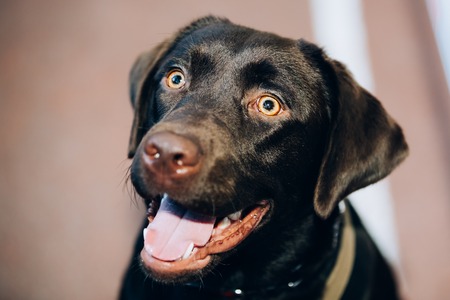 Dog Close-up of Chocolate Labrador Close Up Head, Snout Of Lab Puppy Whelpの写真素材