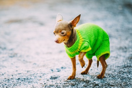 Beautiful Tiny Chihuahua Dog Dressed Up In Outfit, Staying Outdoor In Springの写真素材