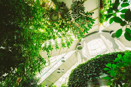 Ceiling Greenhouse With Flowers. Temperate House Conservatory, Botanical Gardens.の写真素材