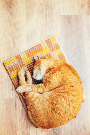 Peaceful Orange Red Tabby Cat Male Kitten Curled Up Sleeping In His Bed On Laminate Floor. Top Viewの写真素材