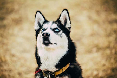 Close Up Young Happy Husky Puppy Eskimo Dog Looking Up Outdoor In Autumnの写真素材