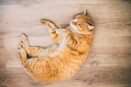 Peaceful Orange Red Tabby Cat Male Kitten Curled Up Sleeping In His Bed On Laminate Floor. Toned Instant Photographyの写真素材