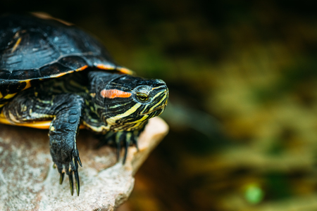 Small Red-ear Turtle, Pond Terrapin Sitting On Stoneの写真素材