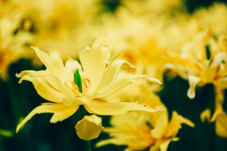 White And Pink Flowers Tulips In Spring Garden Flower Bedの写真素材