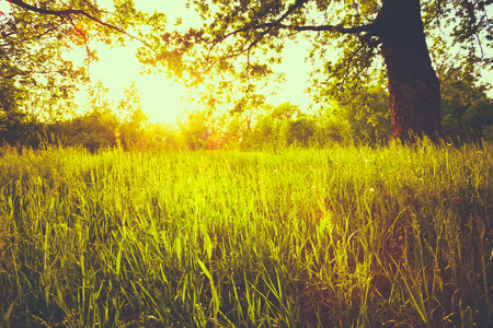 Summer Sunny Forest Trees And Green Grass. Nature Woods Sunlight Background. Instant Toned Image