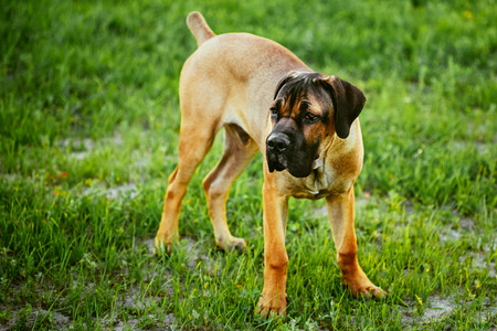 Cane Corso Whelp Puppy Standing On Green Grass Outdoorの写真素材
