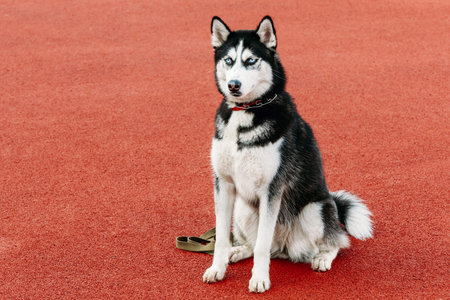 Young Husky Puppy Dog Sitting In Red Floor Tennis Court Outdoor